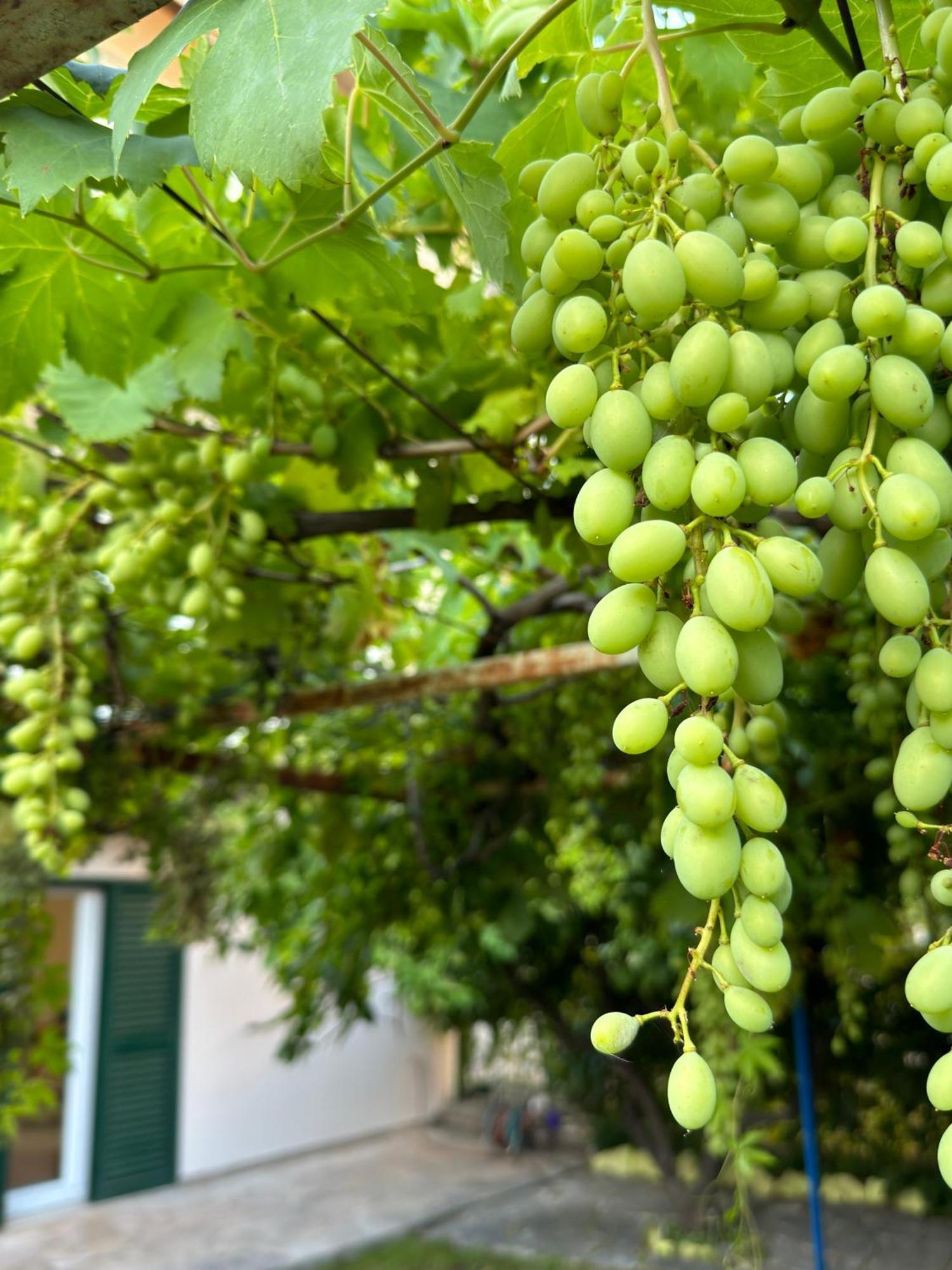 Valentinas Garden Leilighet Split Eksteriør bilde